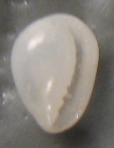 Granulina boucheti